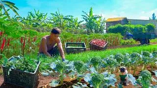 Thumbnail: Harvest Cauliflower, Chives, Okra For Market And Make Animal Feed – The Final Days At The Old Farm