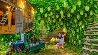 Thumbnail: Harvest Giant Granadilla, Cook With Pork Bones – Move Fruit Trees & Install Power At New Farm.