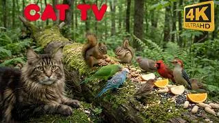 Thumbnail: Cat TV for Cats to Watch | Beautiful Birds Eating at Bird Feeder | 4 Hours 4K HDR