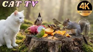 Thumbnail: 🍊 Colorful Birds Can’t Resist This Fruit Feast! 🐦 | 4 Hours for Cats