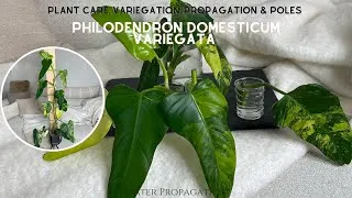 Thumbnail: Variegated Philodendron Domesticum Propagation Video - Reverting, Growing leggy & Plant Care
