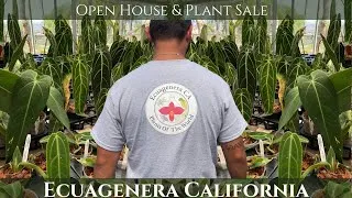 Thumbnail: Ecuagenera California / Open House Plant Nursery Tour / Rare Aroids