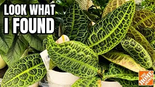 Thumbnail: This Home Depot Was LOADED With Indoor Plants