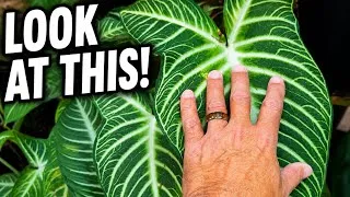Thumbnail: The Rare Plants I Found at This Nursery: Thai Constellation, Zebra Plant & More