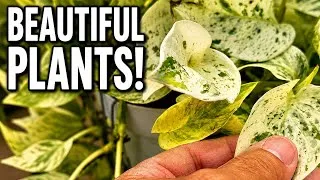 Thumbnail: “Plant Lovers, Let’s See What Plants We Can Find Today”