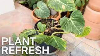 Thumbnail: My Gloriosum Plant Needs Help. Here’s My Refresh Process (Plant Lovers Only).