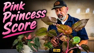 Thumbnail: Unbelievable Deal on This Huge Pink Princess!