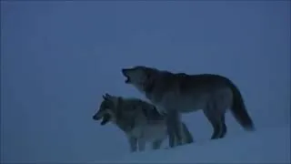 Thumbnail: Def Leppard - Animal- Wolf Tribute
