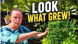 Thumbnail: 🌱 Garden Update 2026 | Look What Grew! | What We're Growing This Year