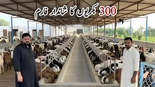 Thumbnail: Goat Farm Business Success Story | Goat Farming and Business in Pakistan | Chaghi Goat Farm #farming