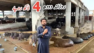 Thumbnail: Daily Milk 2000 Kg | Pakistan Modern Cow and Buffalo Dairy Farm | | Abdullah Dairy Farm #farming 