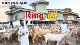 Thumbnail: Goat Farming Business | Pakistan Biggest Makhi Cheeni Goat Farm, Huzaifa Ahmed Ch Goat Farm #farming