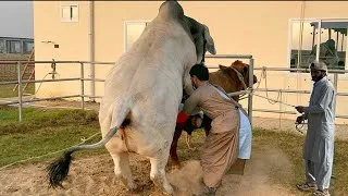 Thumbnail: Bulls Semen Collection and Processing Complete Guide at Dayzee Farms SPU Lab #cow #bull #farming 
