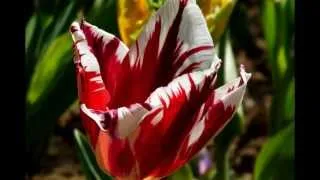 Thumbnail: Waltz of the Flowers [HD]