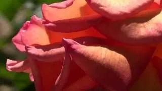 Thumbnail: Orange roses 2 [HD]