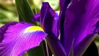 Thumbnail: Purple iris [HD]