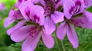 Thumbnail: Pelargonium flowers 3