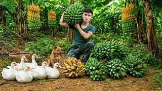 Thumbnail: Harvesting Giant Bananas & a Flock of Wild Ducks, Sell at the Village Market! - Living in the Forest