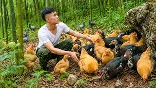 Thumbnail: Harvesting Black Muscovy Ducks, Chickens & Wild Birds... Bringing Them Home to My Mountain Farm