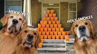 Thumbnail: My Dogs Ordered 100 Buckets of Chicken!