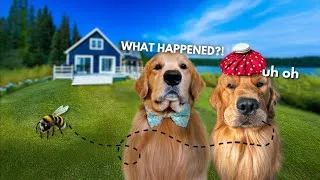 Thumbnail: My Dogs Rented a Lake House | TODD GOT STUNG!