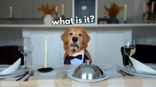 Thumbnail: Dog Reviews Fancy Restaurant Food | Tucker Taste Test 25