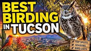 Thumbnail: Arizona's Best Kept Bird Watching Secret in Tucson Arizona