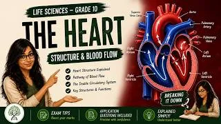 Thumbnail: Life Sciences made easy I Grade 10 Heart structure