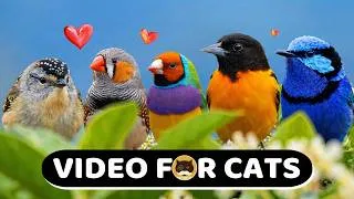Thumbnail: CAT GAMES - Birds, Chipmunks, Mice, Hamsters, Squirrels - Video for Cats | CAT TV.