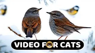 Thumbnail: CAT GAMES - Winter Wildlife: Birds, Mice, Chipmunks, Squirrels, Hamsters - CAT TV | Videos for Cats.