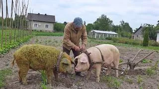 Thumbnail: The amazing life of an elderly couple in a mountain village! Working in the fields and on the farm