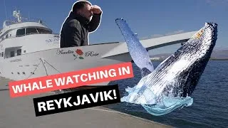 Thumbnail: Whale Watching In Reykjavik On A Yacht! - Sea Trips Amelia Rose
