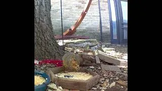 Thumbnail: Squirrel like corn