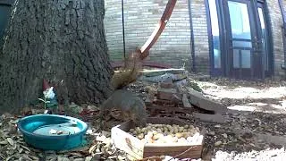 Thumbnail: Squirrel likes peanuts