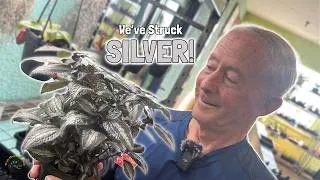 Thumbnail: How To Take Care of a Silver Tree Pilea! 🩶🪴 - A Plant Care Guide