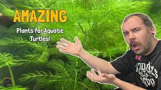 Thumbnail: Best Plants for Turtle Tanks: Safe Species and Setup Tips 🐢