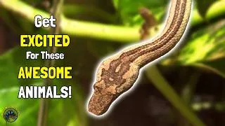 Thumbnail: Featuring a TON of Awesome Animals and New Fish! - Fancy Frogs, Bettas, Snakes, & More! 🐸🐠🐍