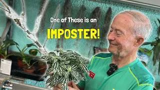Thumbnail: How to Take Care of an Aluminum Plant - A Plant Care Guide!