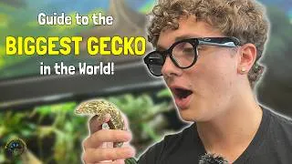 Thumbnail: How to Take Care of a Leachianus Gecko: The Largest Gecko Species in the World! 🦎
