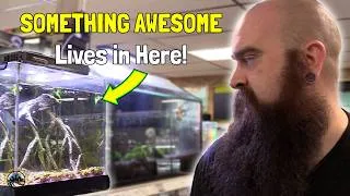 Thumbnail: A Bug That Lives Underwater? - Checking Out This Week's AMAZING New Fish & Featured Animals!