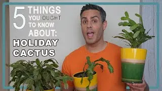 Thumbnail: 5 Things You Ought To Know About Your Holiday Cacti (Easter, Thanksgiving & Xmas) Care, Repot + More