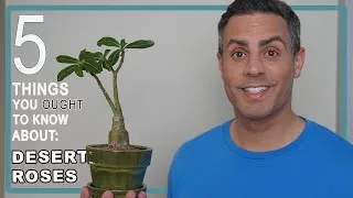 Thumbnail: 5 Things You Ought To Know About Your Desert Roses (Adenium Obesum) Repot + Dealing w/ Mealy Bugs!