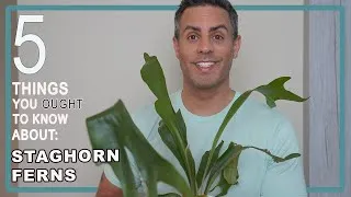 Thumbnail: 5 Things You Ought To Know About Your Staghorn Fern (Platycerium Bifurcatum) Care + When To Mount It