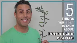 Thumbnail: 5 Things You Ought To Know About Your Propeller Plant (Senecio Crassissimus) Care + Repot + More! 4K