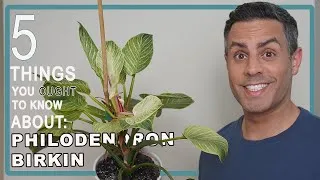 Thumbnail: 5 Things You Ought To Know About Your Philodendron Birkin (White Wave) Care, Repot + More! 4K