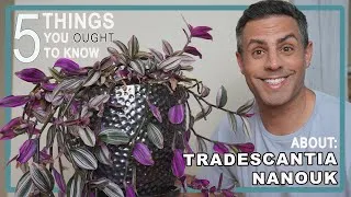 Thumbnail: 5 Things You Ought To Know About Your Tradescantia Nanouk Care, Repot + More! 4K