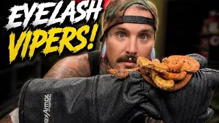 Thumbnail: My Friend SURPRISED Me With 3 Venomous Eyelash Vipers! 🐍