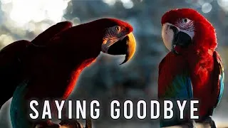 Thumbnail: Saying Goodbye to Cleo – A Heartbreaking Decision