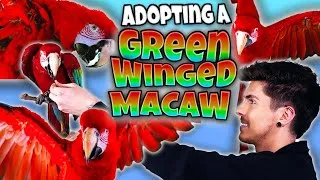 Thumbnail: I Adopted a Green Winged Macaw! MEET CLEO! 🦜