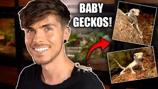 Thumbnail: Hatching Baby Scorpion Tailed Geckos!